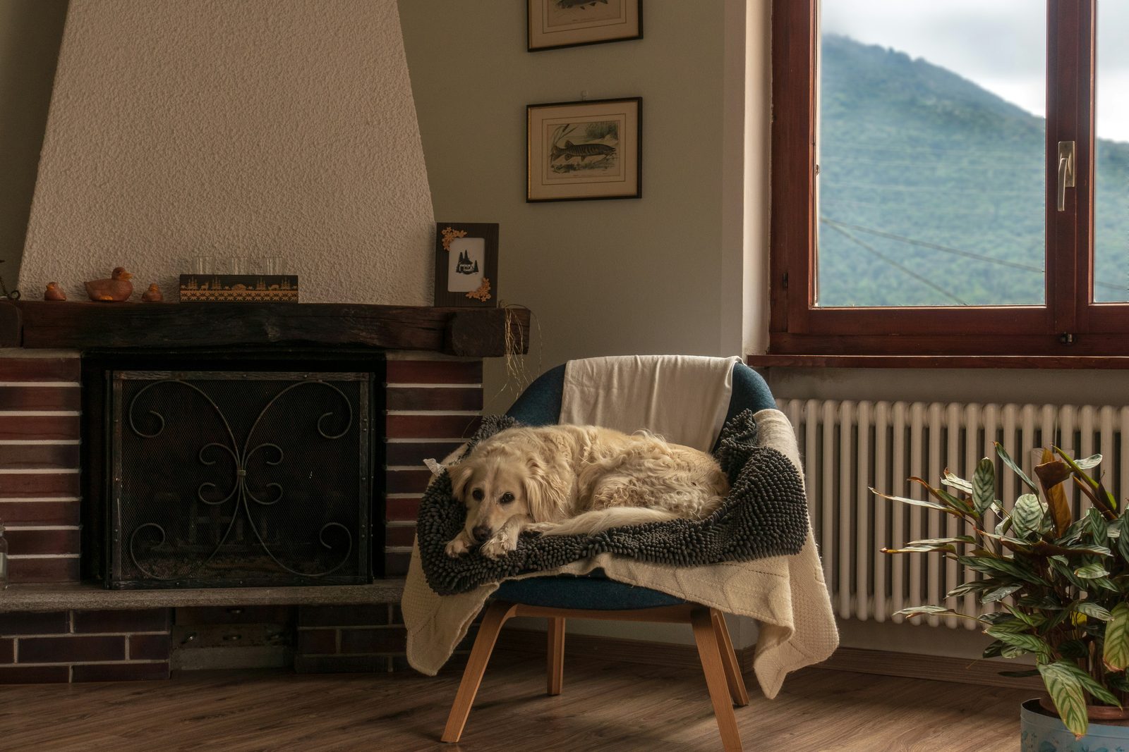 Dog resting comfortably beside a warm radiator in a cozy Vancouver Island home