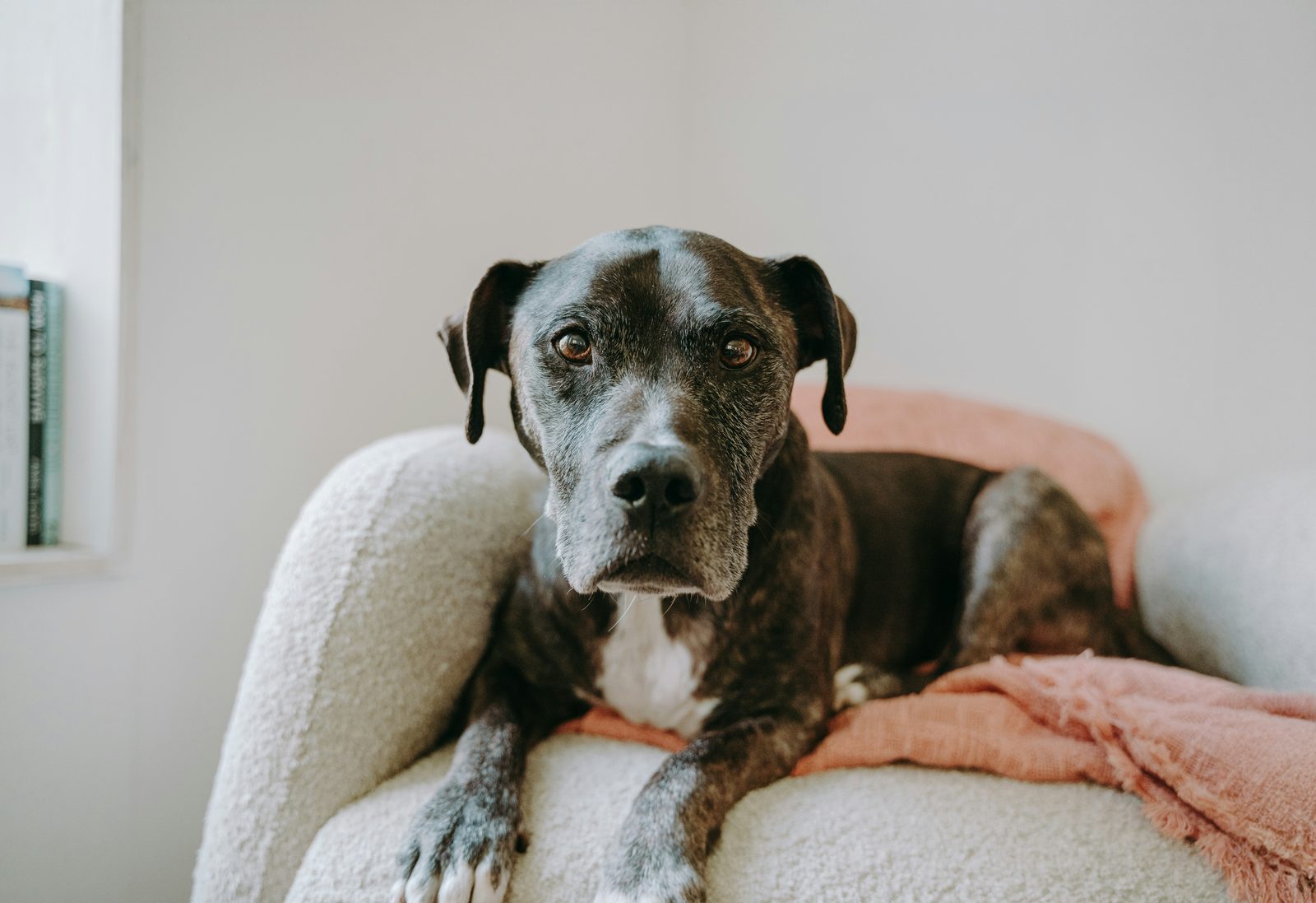 Relaxed dog resting on a chair with a blanket in a warm, comfortable home